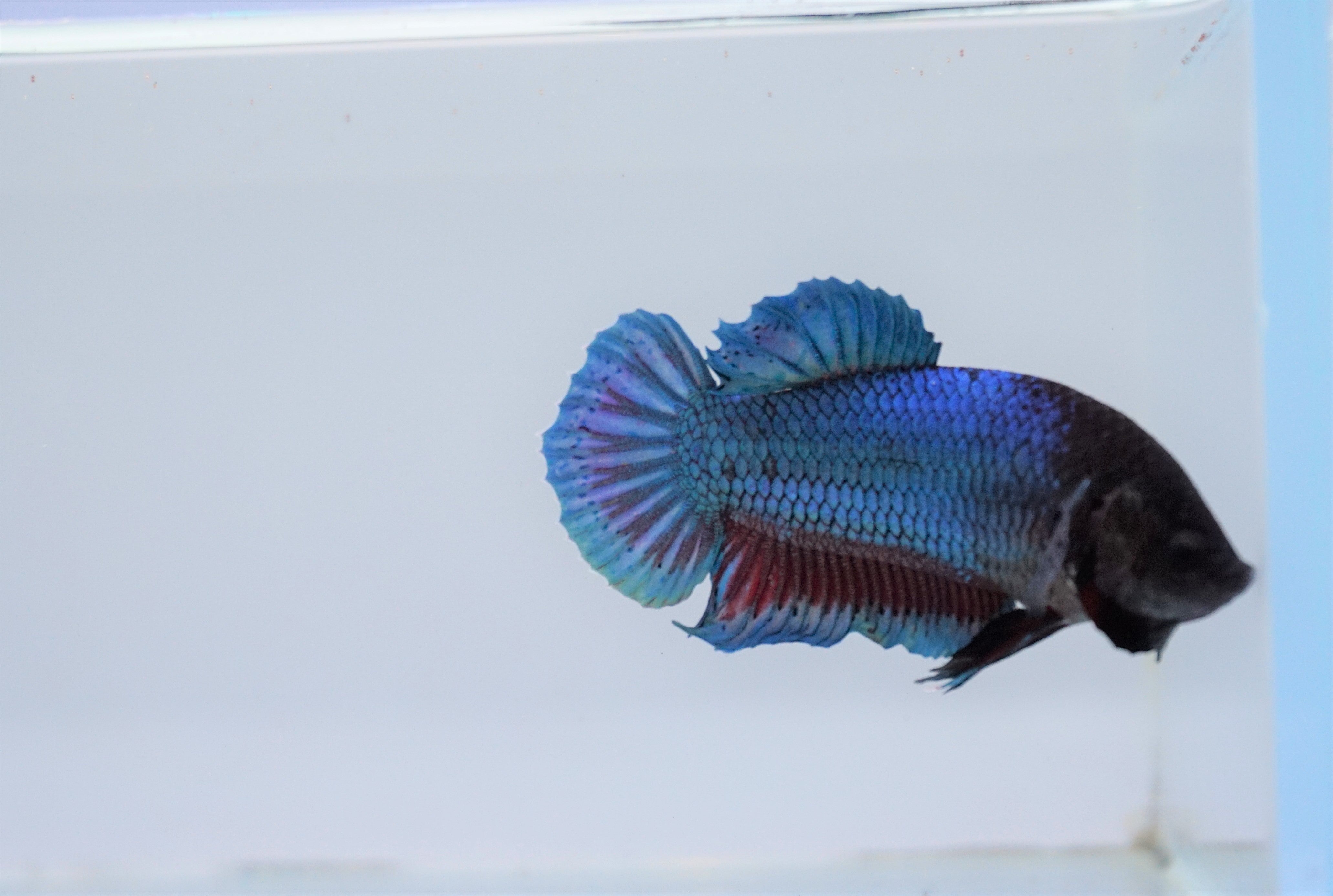 Female Black Hat Blue Dress HMPK Premium Bettas EJE