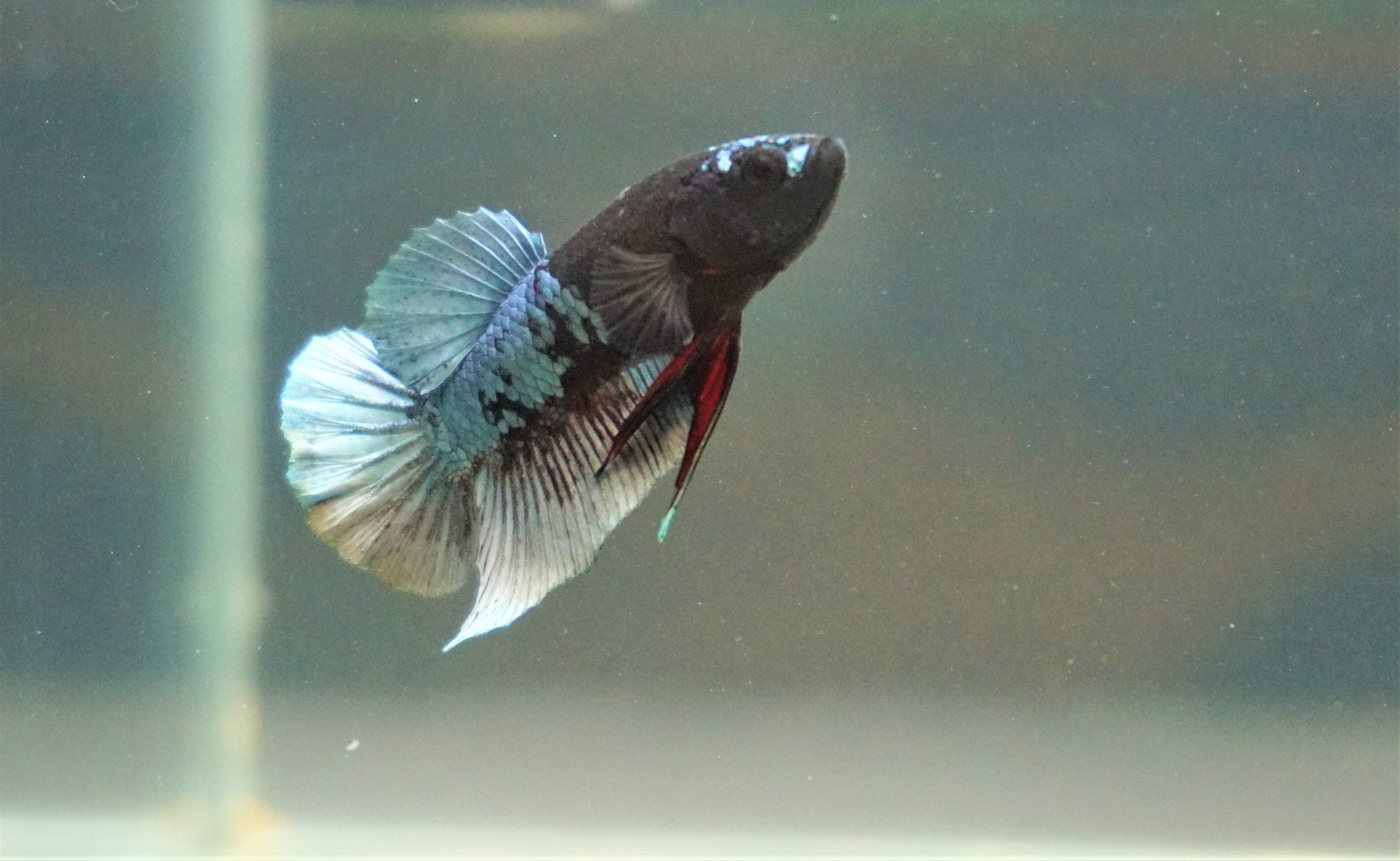 Premium betta fish clearance