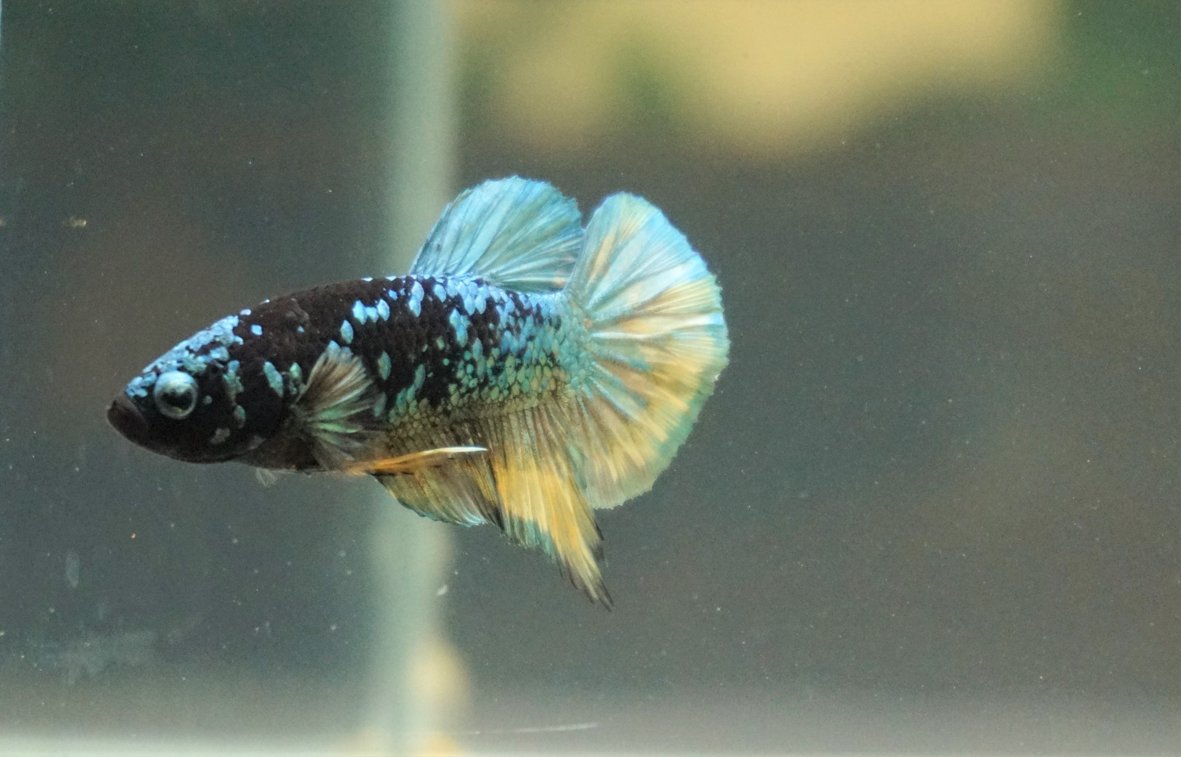 Neon betta fish shop