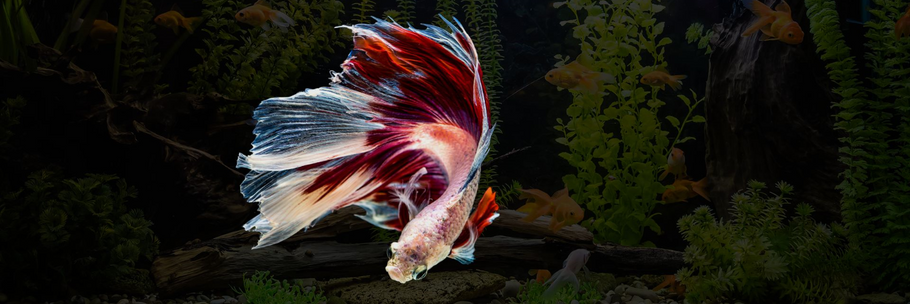 how to take care of your betta