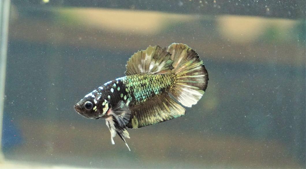 Copper Green Galaxy Avatar HMPK