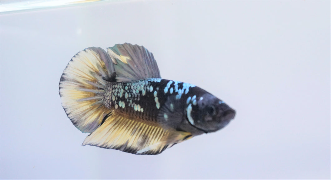 Frost Galaxy Avatar HMPK