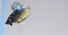 Load image into Gallery viewer, Frost Galaxy Avatar HMPK
