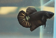 Load image into Gallery viewer, High Premium Grade Midnight Black &amp; Gold HMPK
