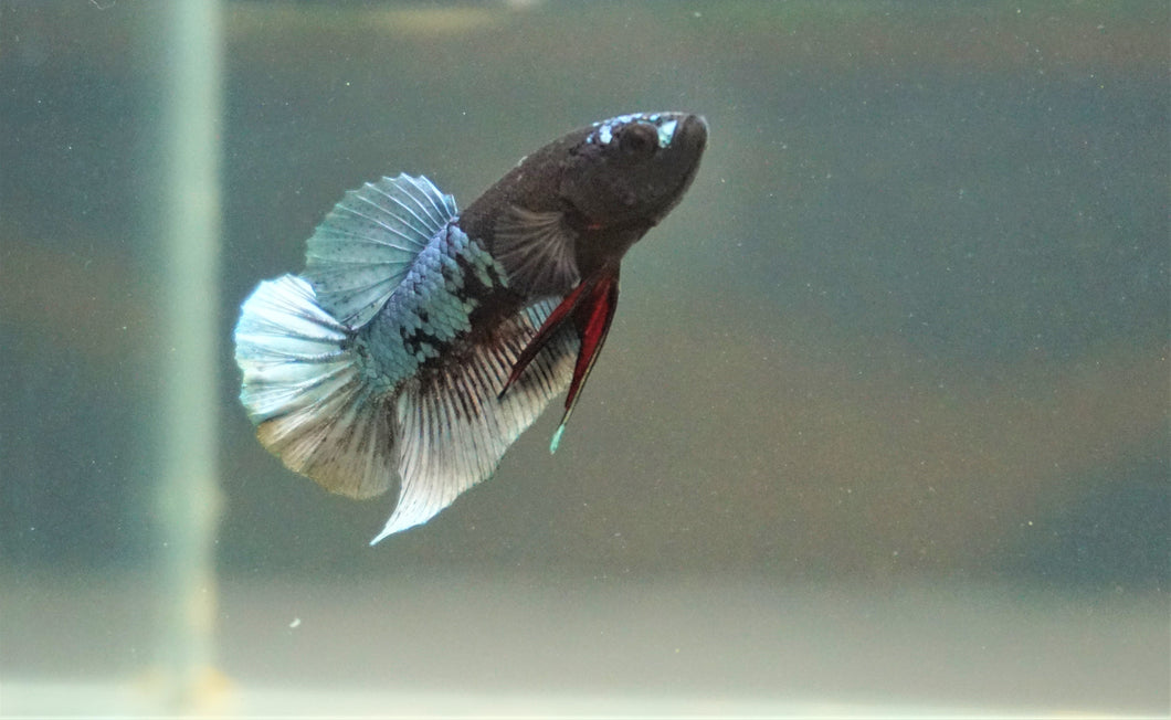 High Premium Grade Neon Blue Copper Avatar HMPK