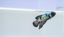 Load image into Gallery viewer, Metal Rainbow Avatar HMPK
