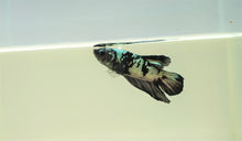 Load image into Gallery viewer, Metal Rainbow Avatar HMPK
