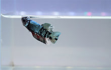 Load image into Gallery viewer, Multi Color Blue Copper Scale Avatar HMPK

