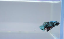 Load image into Gallery viewer, Multi Color Blue Copper Scale Avatar HMPK
