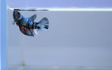 Load image into Gallery viewer, Multi Color Blue Copper Scale Avatar HMPK
