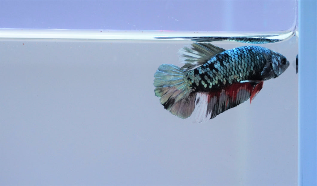 Multi Color Blue Copper Scale Avatar HMPK