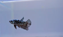 Load image into Gallery viewer, Rare Black Copper &amp; Blue Avatar HMPK

