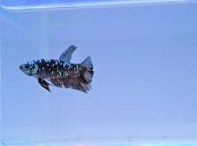 Load image into Gallery viewer, Rare Black Copper &amp; Blue Avatar HMPK
