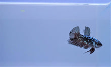 Load image into Gallery viewer, Rare Black Copper &amp; Blue Avatar HMPK
