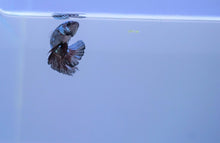 Load image into Gallery viewer, Rare Black Copper &amp; Blue Avatar HMPK
