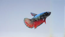 Load image into Gallery viewer, Rare Black &amp; Red Dragon Avatar HMPK

