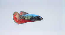 Load image into Gallery viewer, Rare Black &amp; Red Dragon Avatar HMPK
