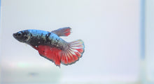 Load image into Gallery viewer, Rare Black &amp; Red Dragon Avatar HMPK
