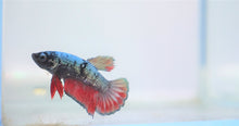 Load image into Gallery viewer, Rare Black &amp; Red Dragon Avatar HMPK
