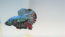 Load image into Gallery viewer, Ultra Rare High Premium Grade Turquoise Samurai Avatar HMPK
