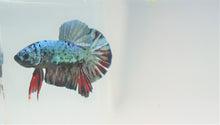Load image into Gallery viewer, Ultra Rare High Premium Grade Turquoise Samurai Avatar HMPK
