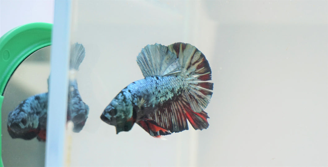 Ultra Rare High Premium Grade Turquoise Samurai Avatar HMPK